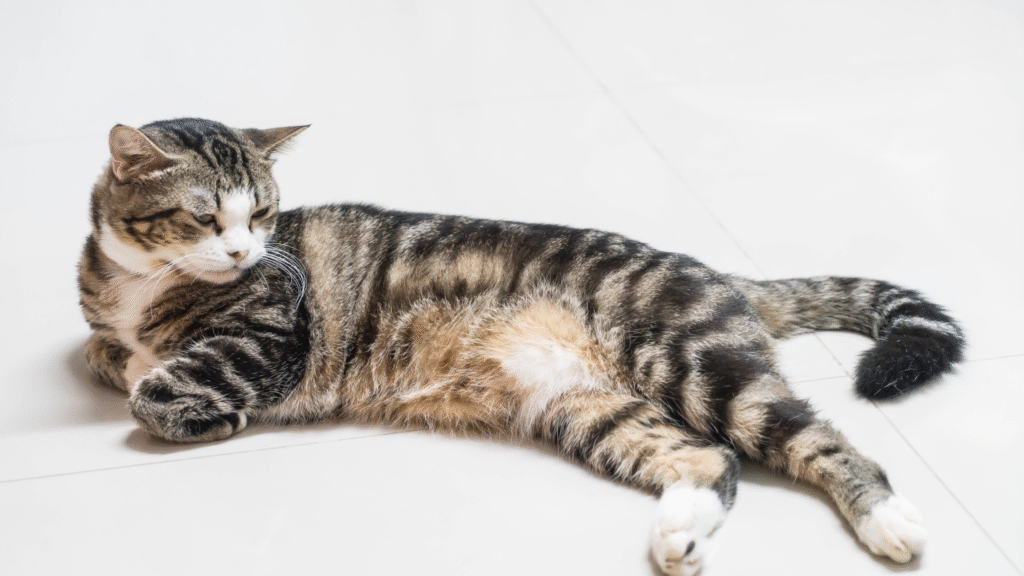 Cat Sleeping Positions The Superman Stretch (Sploot Position)