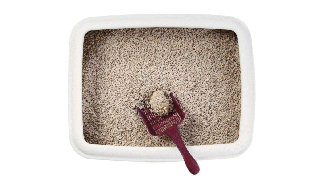 Cleaning Accident Spots Properly cat won't use litter box