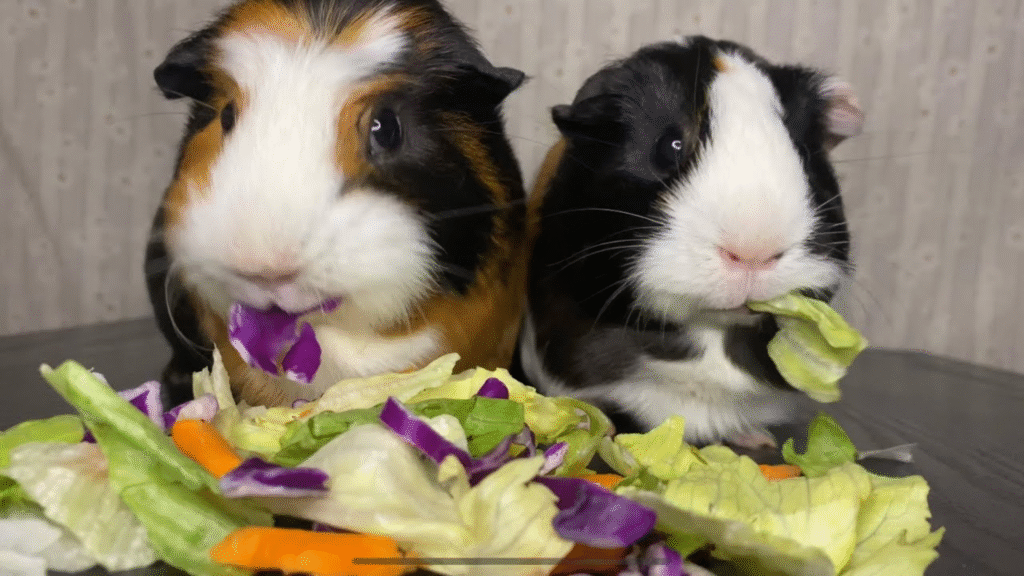Guinea Pig Diet Comparison