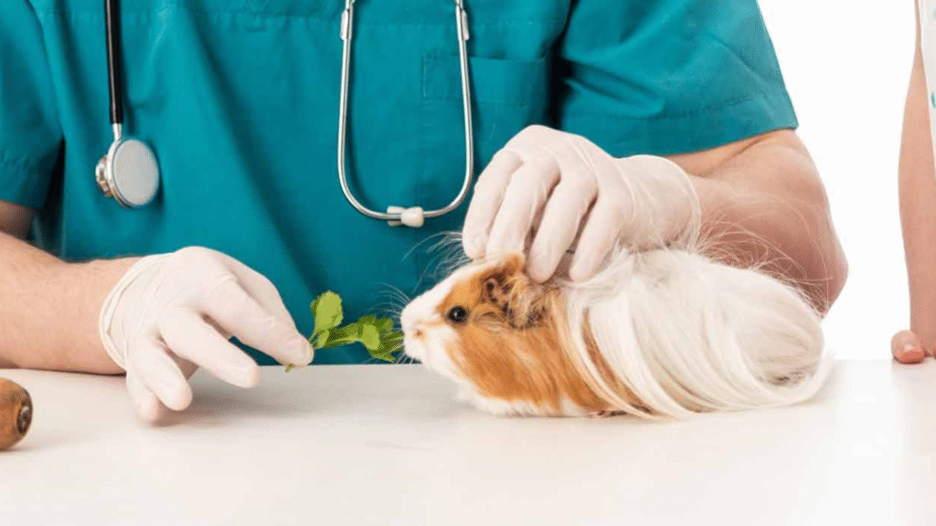 Guinea Pig Health Considerations