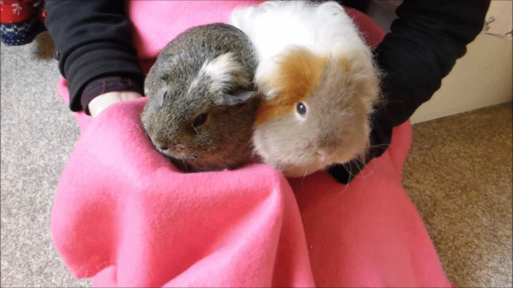 Hamster and Guinea Pig Handling and Temperament