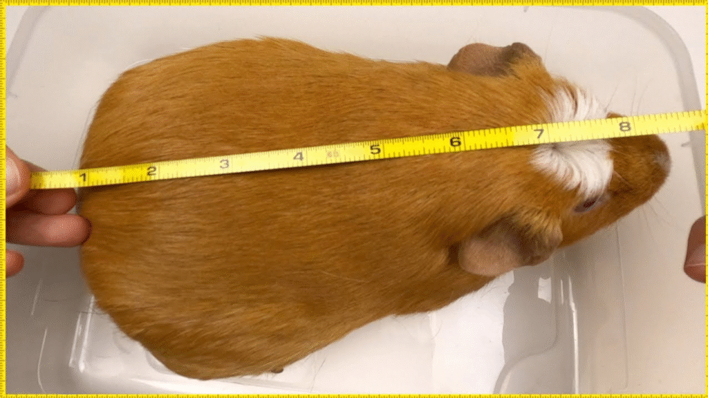 Hamster and Guinea Pig Size and Space Requirements