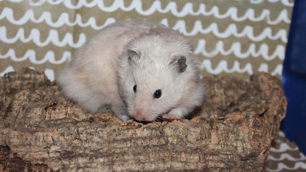 Hamster and Guinea Pig Social Needs