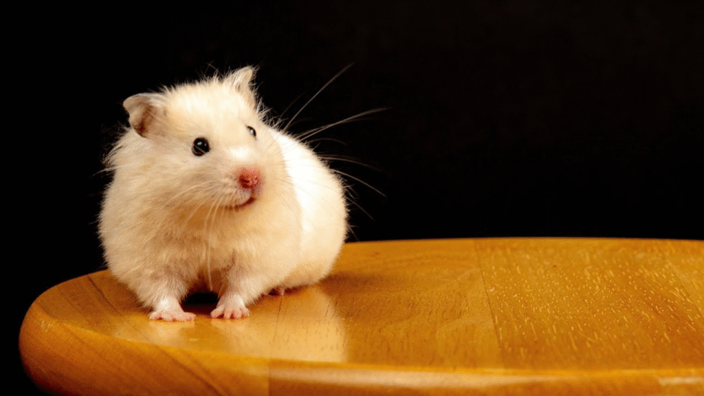 Hamster vs Guinea Pig Lifespan and Commitment