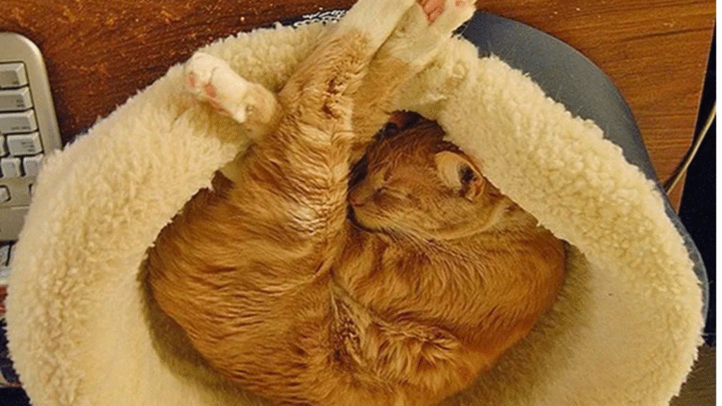 cat Sleeping Contorted or Twisted Position