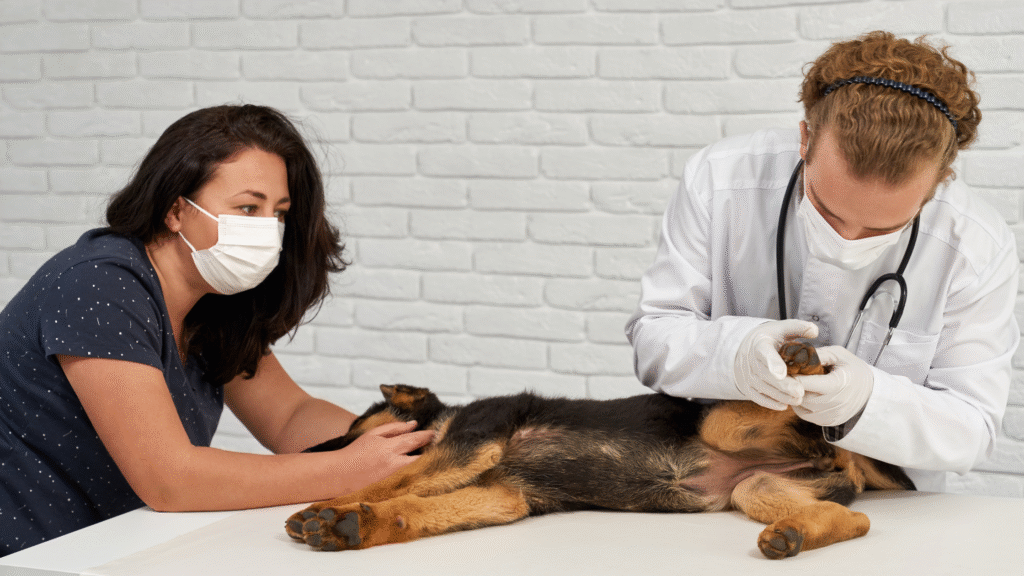 pet care tips | Learn to Recognize Early Warning Signs of Illness