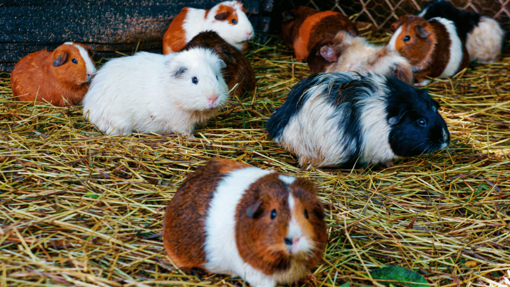 Guinea Pig Care — The Complete Owner's Guide