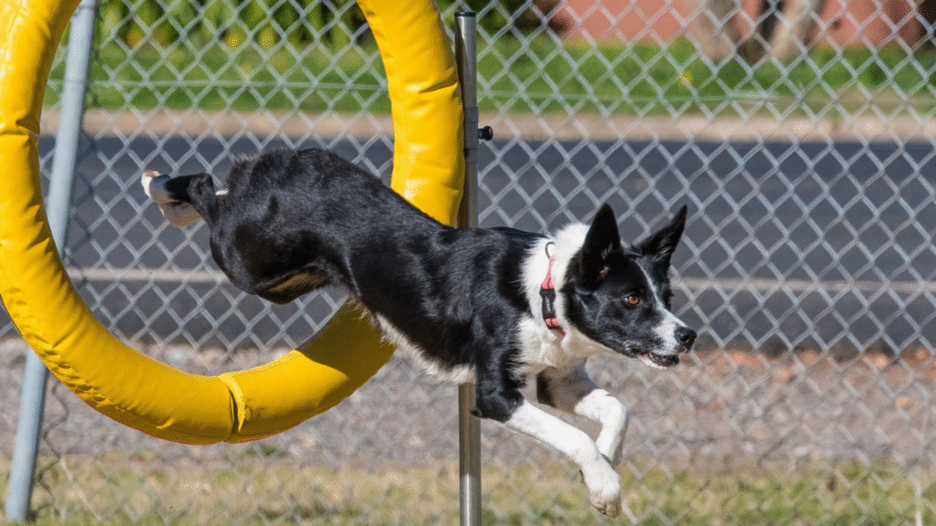Border Collie Training | petcareinf