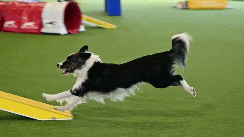Border Collie Training The Complete Guide to Raising a Happy, Well-Behaved Border Collie (2026) Border Collie Training The Complete Guide to Raising a Happy, Well-Behaved Border Collie (2026) | petcareinf