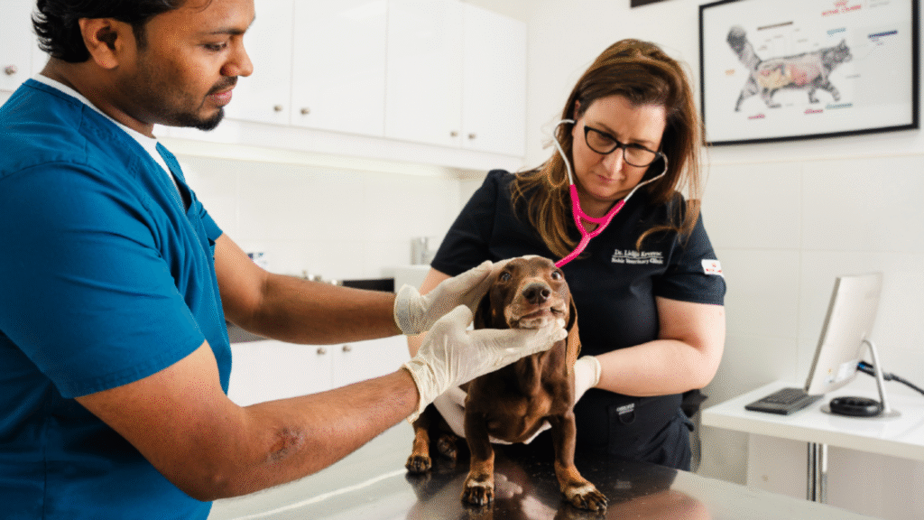 Emergency Pet Care Advice Be Prepared Before You Need It Emergency Pet Care Advice Be Prepared Before You Need It | petcareinf