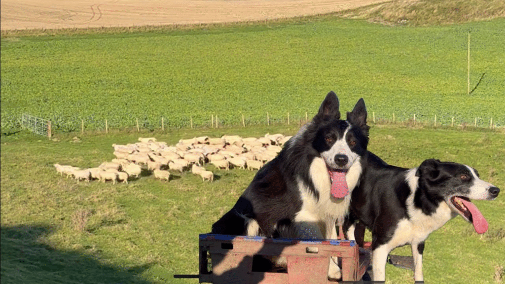 Managing the Herding Instinct — Practically and Safely Managing the Herding Instinct — Practically and Safely | petcareinf