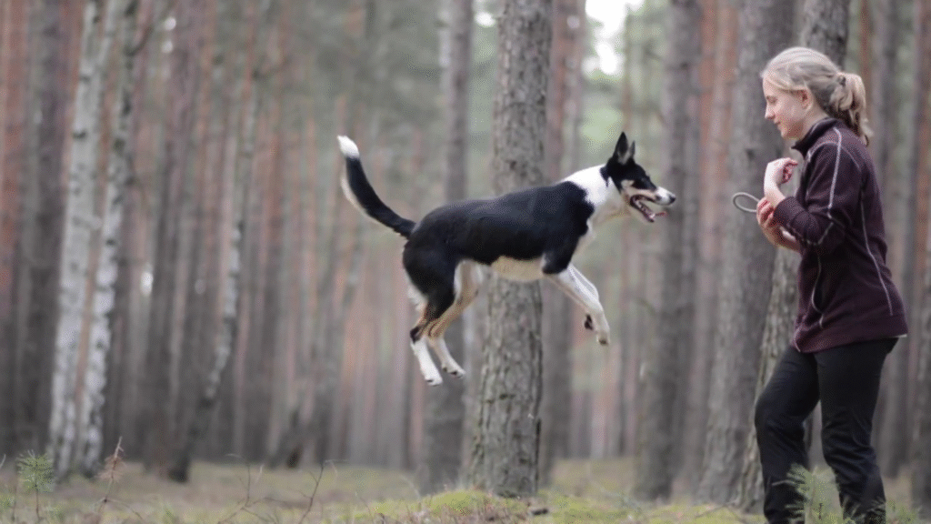 Mastering Obedience Commands Every Border Collie Must Know Mastering Obedience Commands Every Border Collie Must Know | petcareinf