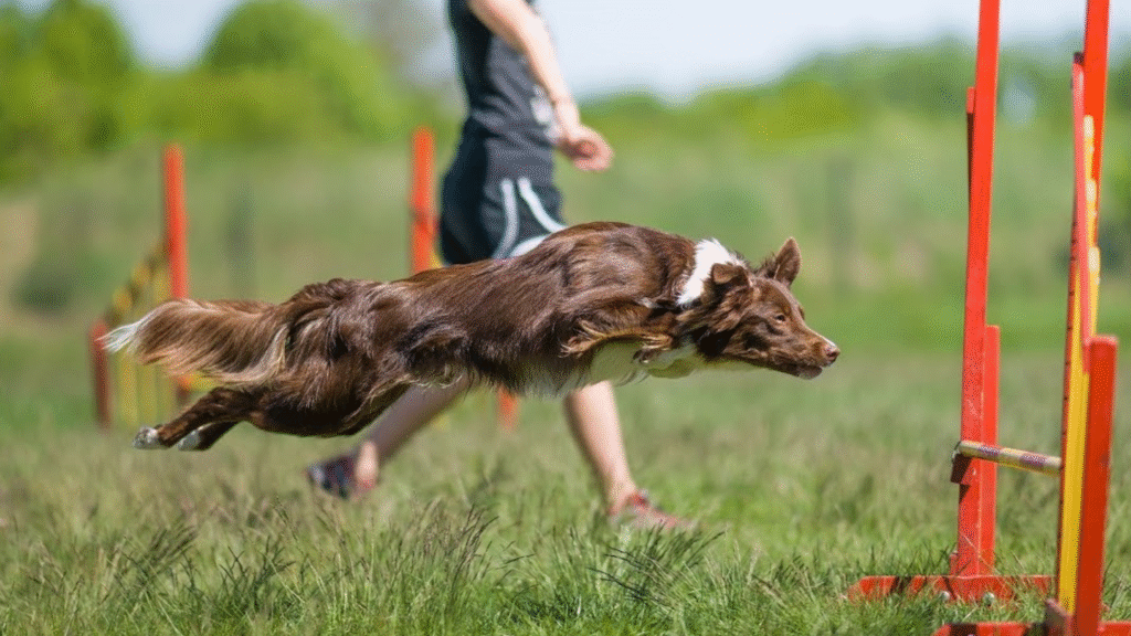 Mental Stimulation The Non-Negotiable Border Collie Requirement Mental Stimulation The Non-Negotiable Border Collie Requirement | Petcareinf