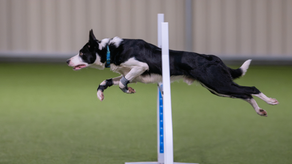 Start Early — The Border Collie Puppy Training Blueprint Start Early — The Border Collie Puppy Training Blueprint | Petcareinf