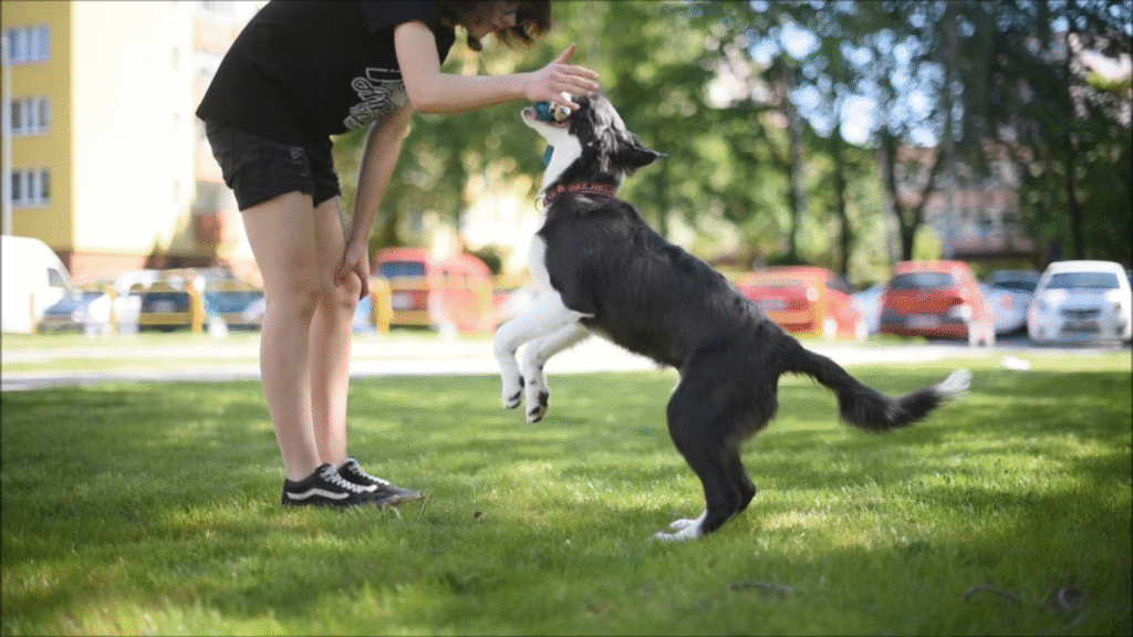 Understand the Border Collie Mind Before You Train It Understand the Border Collie Mind Before You Train It | petcareinf